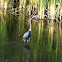 Great blue heron