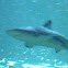 black tip reef shark
