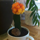 Chin Cactus