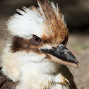 Laughing Kookaburra