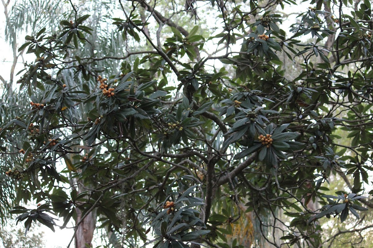 Japanese plum- Nispero