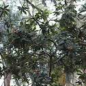 Japanese plum- Nispero