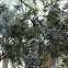 Japanese plum- Nispero
