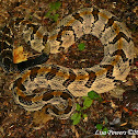 Timber Rattlesnake
