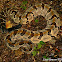 Timber Rattlesnake
