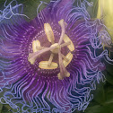 Passion fruit