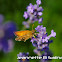 Essex Skipper