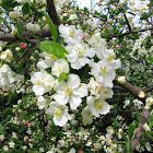 Sargent Crabapple