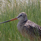 Godwit