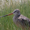 Godwit