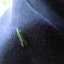 Green Lacewing