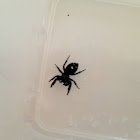 Daring jumping spider
