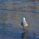 Heerman's Gull
