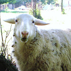 "munching" sheep