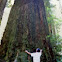 California Redwood