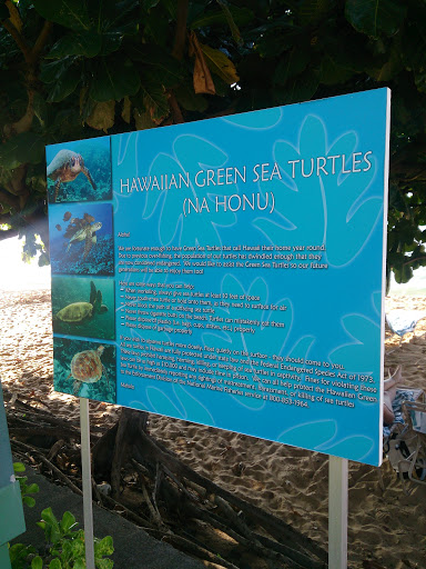 Hawaiian Green Sea Turtles Placard