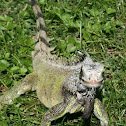 Green Iguana