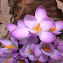 Crocus