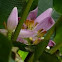 Banana flower