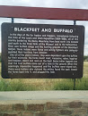 Blackfeet And Buffalo
