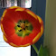 Yellow poplar (tulip)
