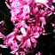 Hyacinth 