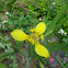 Yellow Walking Iris