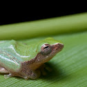 Variable Bush Frog Juv