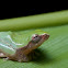 Variable Bush Frog Juv