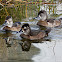 Ring-necked Duck