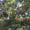 Brown salwood, Hickory wattle