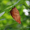 Autumn Leaf Butterfly