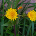 Smooth Sow-Thistle