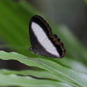 Common Oressinoma