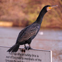 Great Cormorant