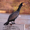 Great Cormorant