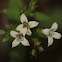 Large houstonia