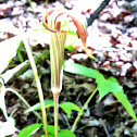 Jack-in-the-pulpit