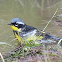 Magnolia Warbler