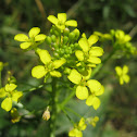 Barbarea