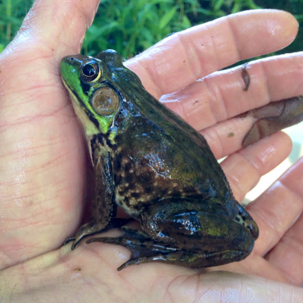 American Bullfrog Project Noah