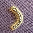 Forest Tent Caterpillar