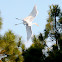 Great White Egret