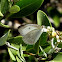 Great Southern White