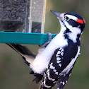 Hairy Woodpecker