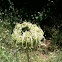 Queen Anne's Lace