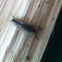 Variable tussock moth caterpillar