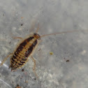 Cockroach