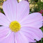 Cosmos