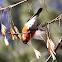 Bullfinch
